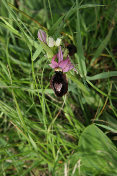 Ophrys magniflora